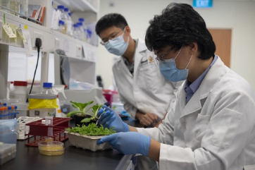 Сингапурские учёные открыли механизм действия «убийц урожая»